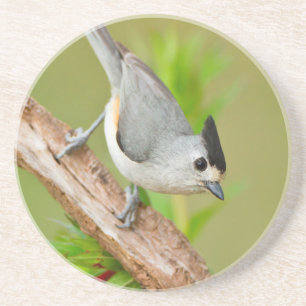 Black-Crested Titmouse Coaster