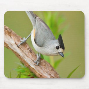 Black-Crested Titmouse Mouse Mat