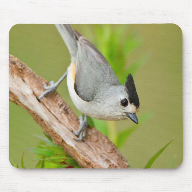 Black-Crested Titmouse Mouse Mat (Front)