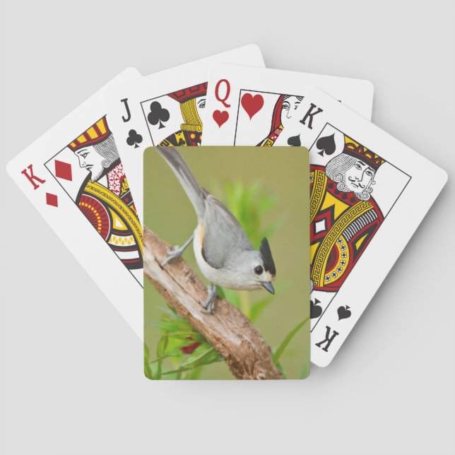 Black-Crested Titmouse Playing Cards (Back)