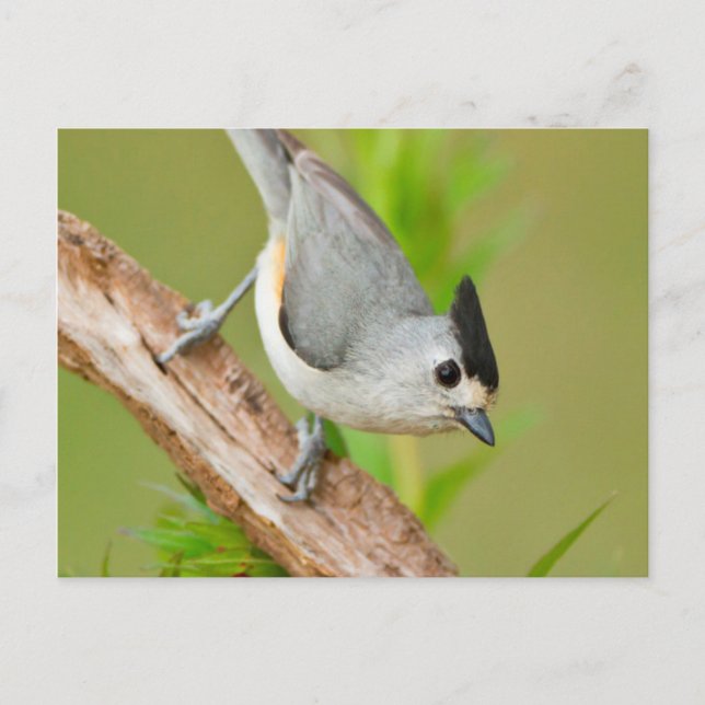 Black-Crested Titmouse Postcard (Front)