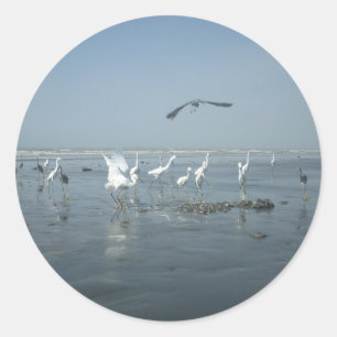 Black Crow and White Cranes: A Contrast in Nature Classic Round Sticker