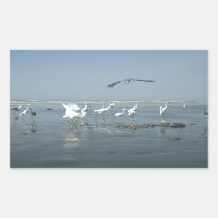 Black Crow and White Cranes: A Contrast in Nature Rectangular Sticker