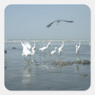 Black Crow and White Cranes: A Contrast in Nature Square Sticker