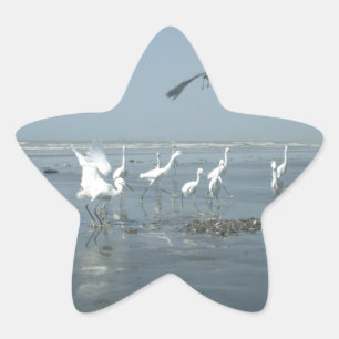Black Crow and White Cranes: A Contrast in Nature Star Sticker