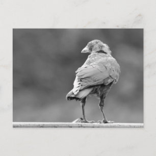 Black Crow Postcard