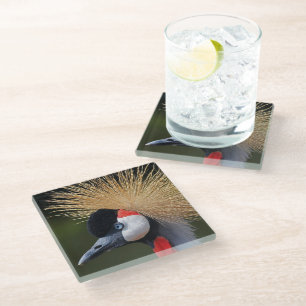 Black crowned crane glass coaster