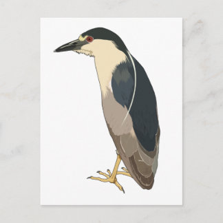 Black-crowned Night Heron Bird Postcard