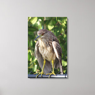 Black crowned night heron canvas print