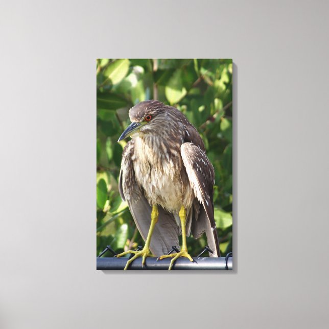 Black crowned night heron canvas print (Front)