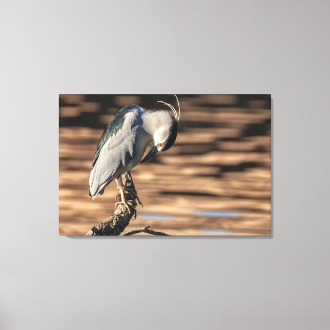 Black-crowned Night Heron  Canvas Print (Front)