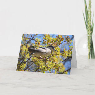 Black Crowned Night Heron card