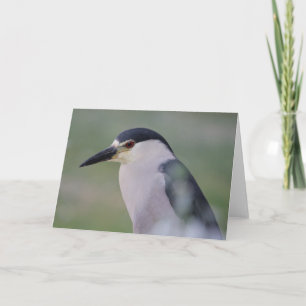 Black Crowned Night Heron card