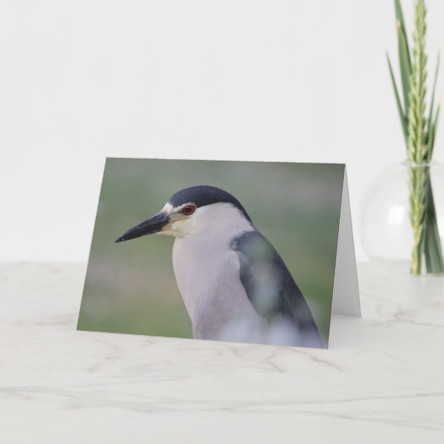 Black Crowned Night Heron card (Front)