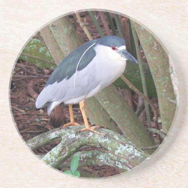 Black Crowned Night Heron Coaster (Front)