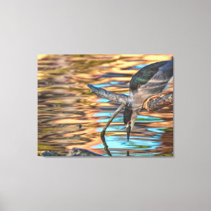 Black-crowned Night Heron Fishing Canvas Print