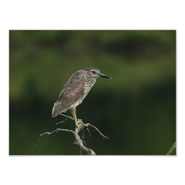Black Crowned Night Heron Photo Print (Front)