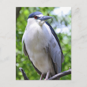 Black-Crowned Night-Heron Postcard