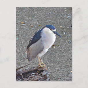 Black-crowned night heron postcard