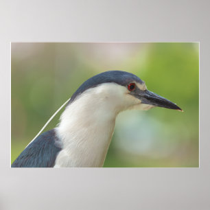 Black-crowned Night Heron Poster