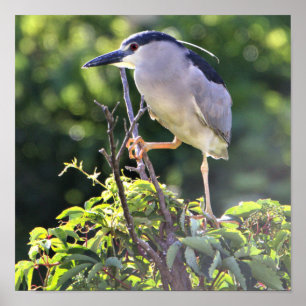 Black-crowned Night Heron Poster