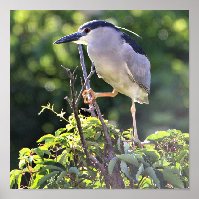 Black-crowned Night Heron Poster (Front)