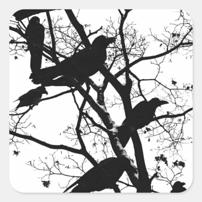 Black Crows Square Sticker (Front)
