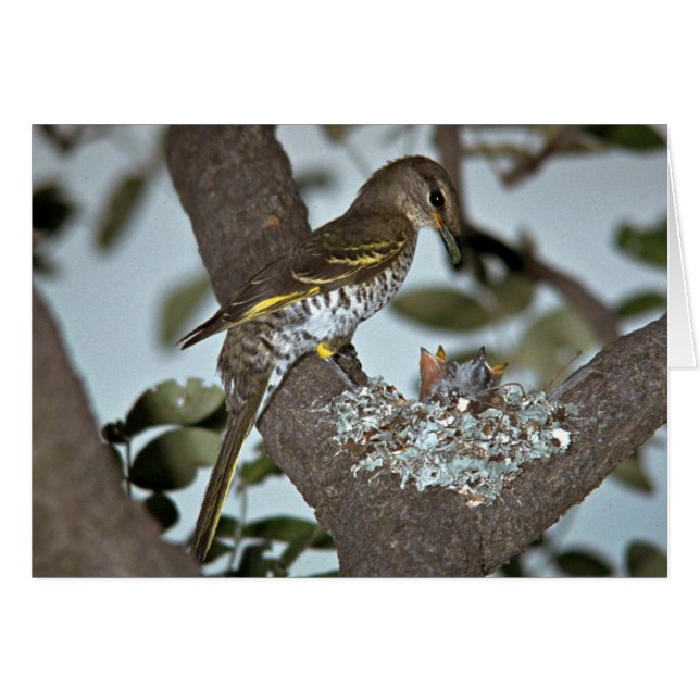 Black Cuckoo Shrike (Front Horizontal)