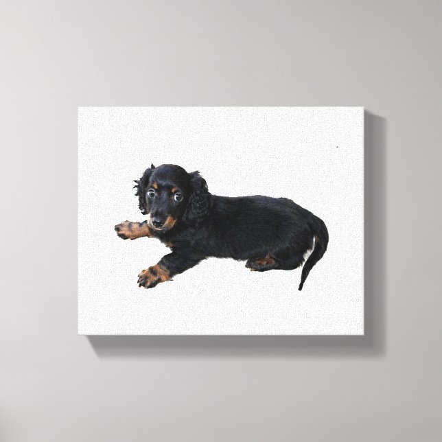 Black Dachshund Cocker Spaniel Puppy Photograph Canvas Print (Front)