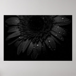 Black Daisy Poster