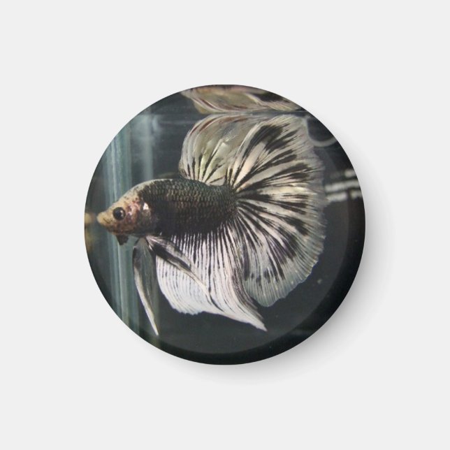 Black Dalmatian Magnet (Front)