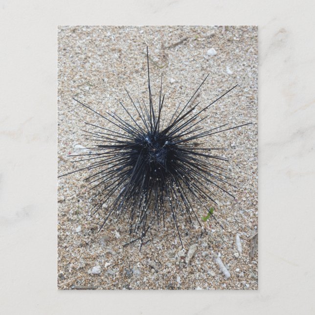 Black Diadem sea urchin in close up on sand beach Postcard (Front)