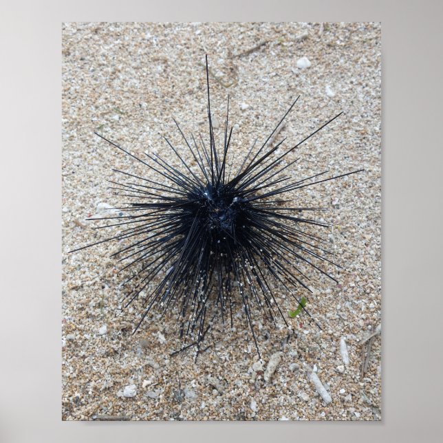Black Diadem sea urchin in close up on sand beach Poster (Front)