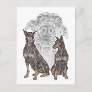 Black Doberman Dogs Postcard