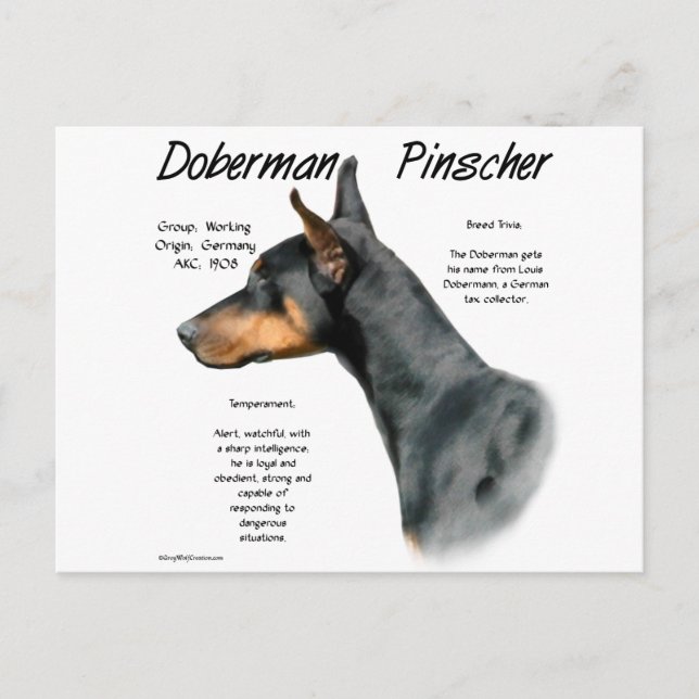 Black Doberman Pinscher History  Postcard (Front)