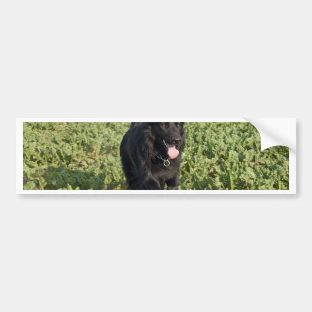 Black Dog Bumper Sticker (Front)