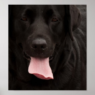 Black dog face poster