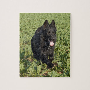 Black Dog Jigsaw Puzzle