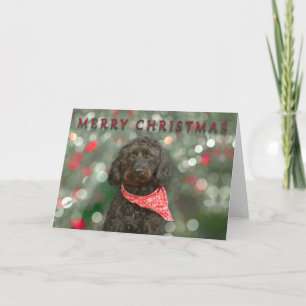 black dog labradoodle Christmas Card