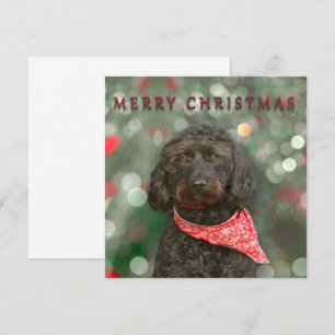 black dog labradoodle Christmas Card