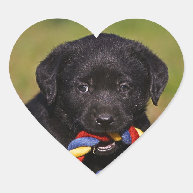 black dog Labrador Retriever Welpe Sticker (Front)