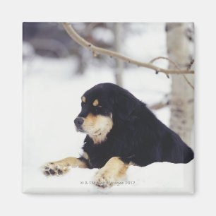 Black dog lying in snow magnet