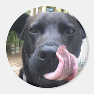 Black Dog Magnet