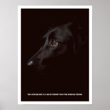 Black dog Poster