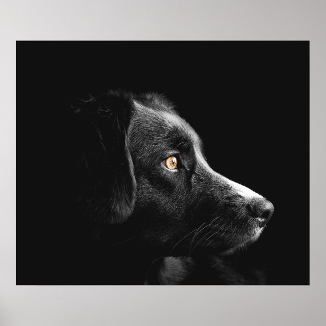 Black Dog Watching Poster (Front)