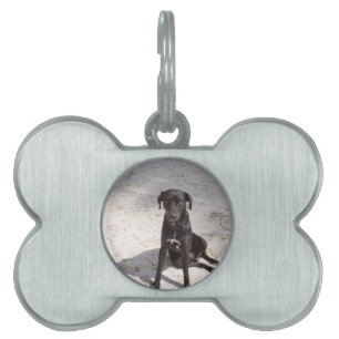 Black dog with an evil eye pet tag
