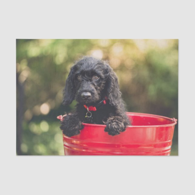 Black Doodle Puppy in a Red Bucket  Tissue Paper (Front)