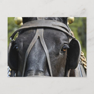 Black Draught Horse Postcard