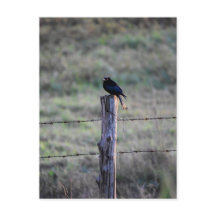 BLACK DRONGO ON POST RURAL QUEENSLAND AUSTRALIA