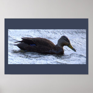 Black Duck Photo Poster